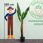 Banánovník habešský (Ensete ventricosum) ´MAURELII´ - výška 200-220 cm, kont. C9L (-5°C) 